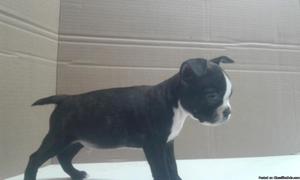 Boston terrier puppies