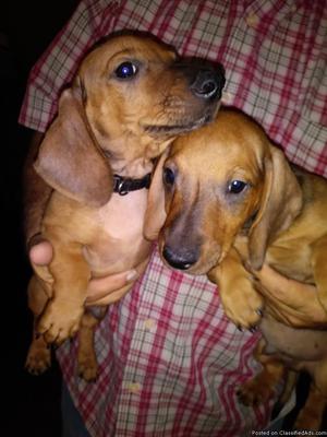 Dachshund puppies