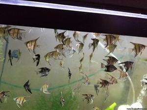 Medium and Small Angelfish
