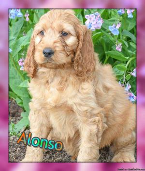 Alonso: Male Irish Goldendoodle