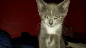 Russian blue mix kitten