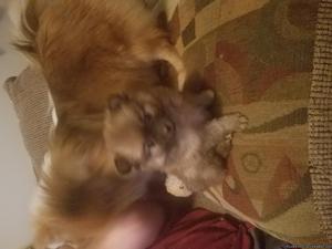 3 Pomeranian pomsky pups for sale