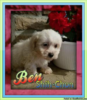 Ben Male Shih-Chon Teddy Bear