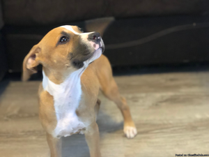 CKC registered pitbull puppy