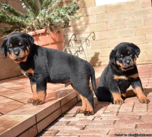 Charming German Rottweiler Puppies