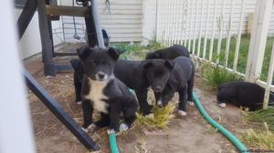 Free Puppies...boarder collie crosses.