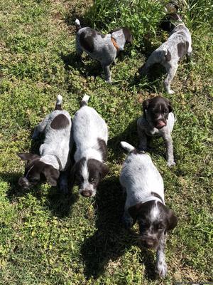 German Wirehaired Puppies for sale