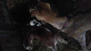 Lamancha goat bucklings