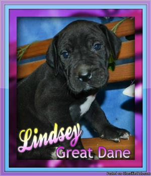 Lindsey: Female Great Dane