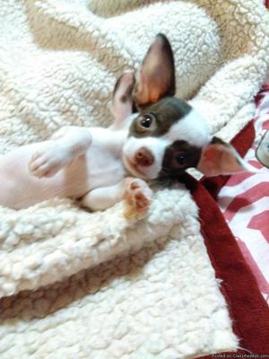 Tiny Chocolate & White Female Chihuahua Puppy