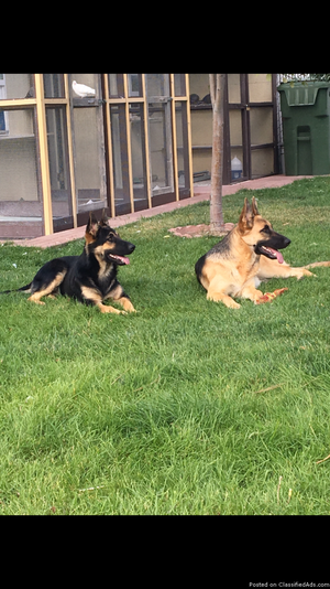 2 female German Shepherds