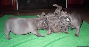 Gentle Two Blue French Bulldog Puppies