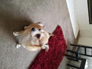 Older chihuahua needs a home.