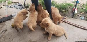 Puppies(golden retreiver)