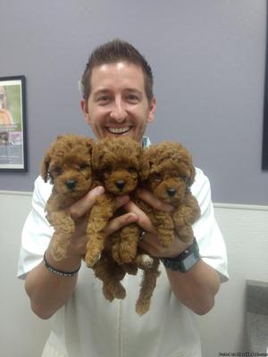 Red Toy Poodle Pups
