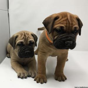 Registered Bullmastiff puppies