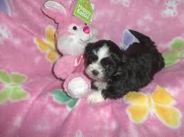 **WANTED** lhasa apso /shih tzu cross breed puppy- black and