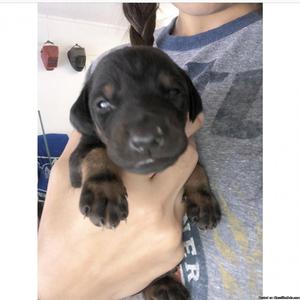 Doberman Pup 9 weeks