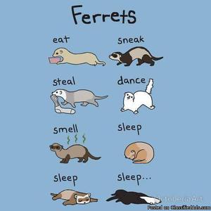 LOOKING FOR: FERRET(S)