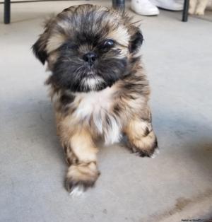 AKC Shih Tzus Male and Females