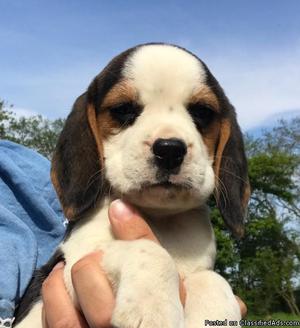 BEAGLES Puppies for sale