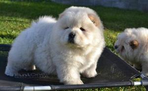 Beautiful Chow chow Puppies for sale;