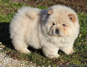 Boy and Girl Chow chow Puppies for sale