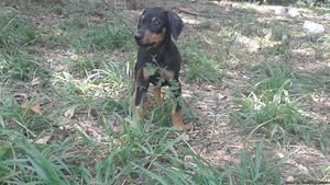 Doberman puppy