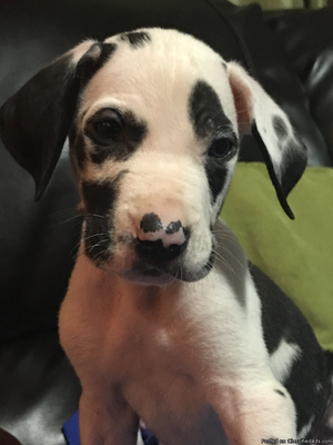 Great Dane Puppy