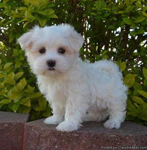 'Male and F emale maltese Puppies for sale