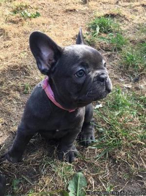 Male and female Frenchies Puppies for sale