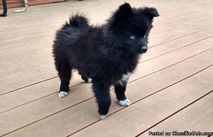Pomsky Puppies for sale now'