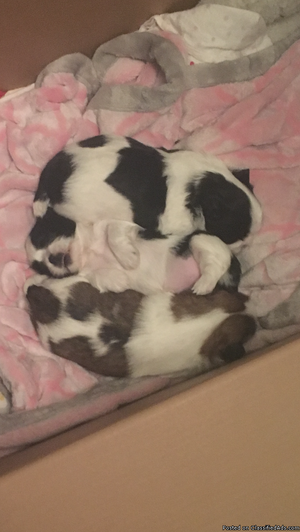 Shih Tzu puppies