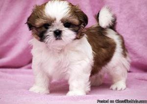 Shih tzu Puppies available for sale..