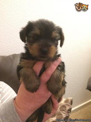 Tww Cute Yorkshire Terrier (Yorkie) Babies 4 sale