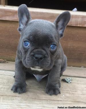 adorable French Budlldog Puppies for sale
