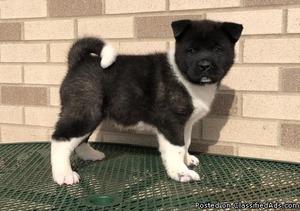 male and female Akita Puppies for sale