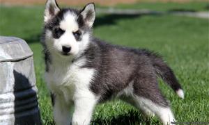 siberian Husky Puppies for sale