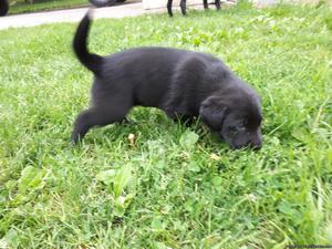 2 Black Lab pups for sale