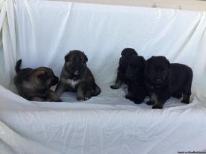 AKC reg German Shepherd puppies