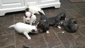Huskimo puppies for sale