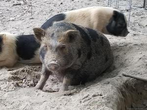 Pot bellied pigs