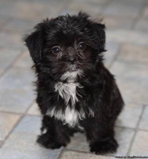 Small Shihtzu cross Missy Searching For Her Forever Home