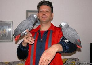 Two Pairs of African Greys On Sale