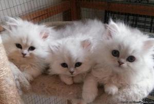 Courageous gvhgjh Persian kittens for sale