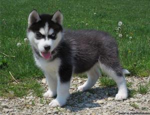 Free Siberian Husky Puppies 13 weeks old (