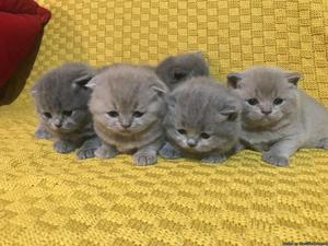 ..House Trained Scottish Fold Kittens For Sale...