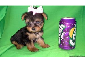 STUNNING T-cup Yorkies 1. 2lbs and Pomeranian puppies on