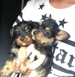 T-cup Male and female Yorkie puppies