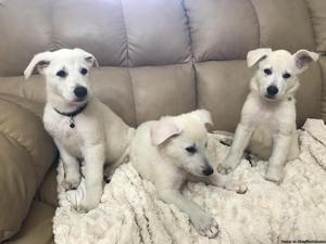 WHITE GERMAN SHEPHERD PUPPIES